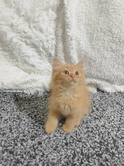 Persian cat and kitten triple coted Punch face
