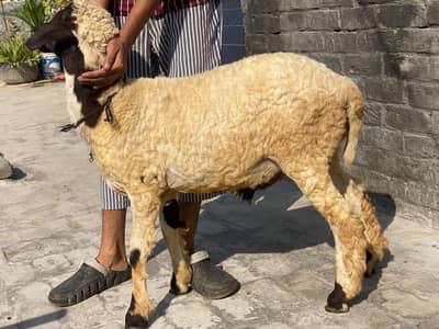 Bakra for sale