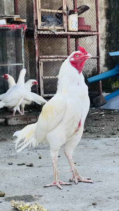 Aseel heera breeder for sale