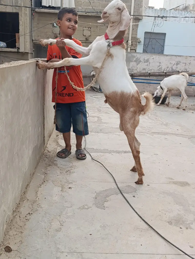 Top Quality Teddy Bakre (Lambe Kaan) – Full Active & Healthy — photo 2