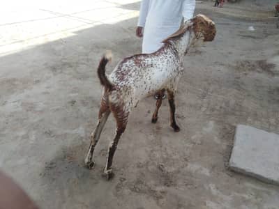 بریڈر بکرا بہترین نسل کا