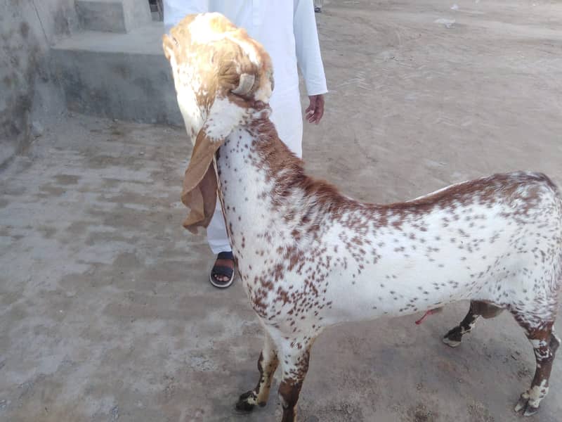 بریڈر بکرا بہترین نسل کا 1