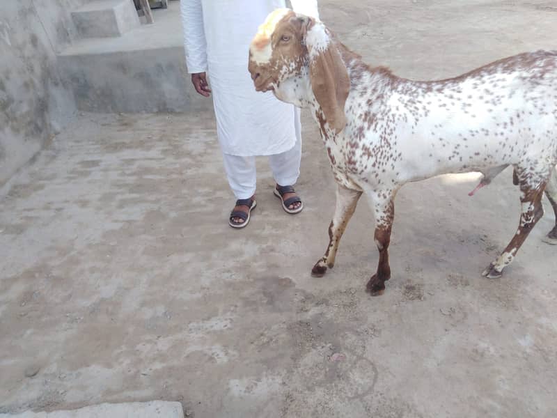 بریڈر بکرا بہترین نسل کا 2