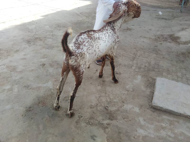 بریڈر بکرا بہترین نسل کا 3