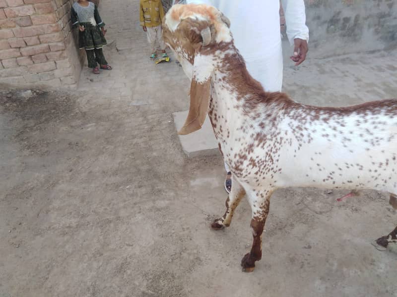بریڈر بکرا بہترین نسل کا 4