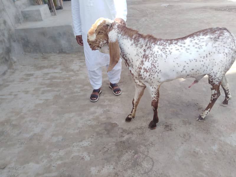بریڈر بکرا بہترین نسل کا 5