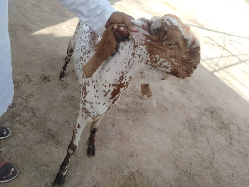 بریڈر بکرا بہترین نسل کا 6