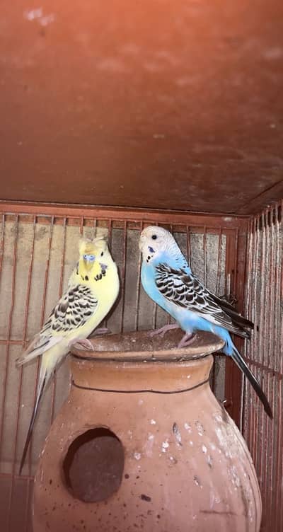 Good size budgies for sale