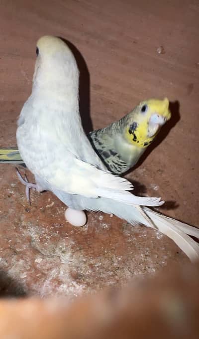 Good size budgies for sale