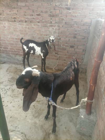 Nagara Beetal bakre