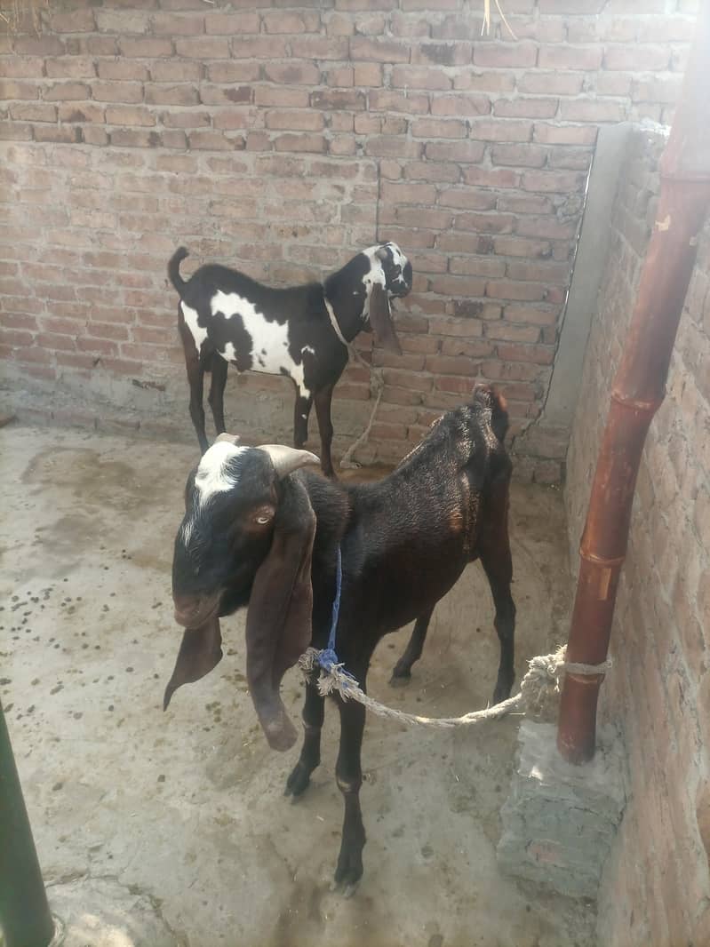 Nagara Beetal bakre 1