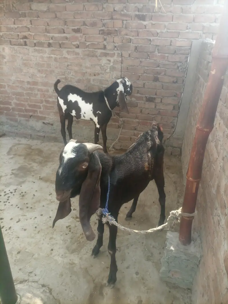 Nagara Beetal bakre — photo 2
