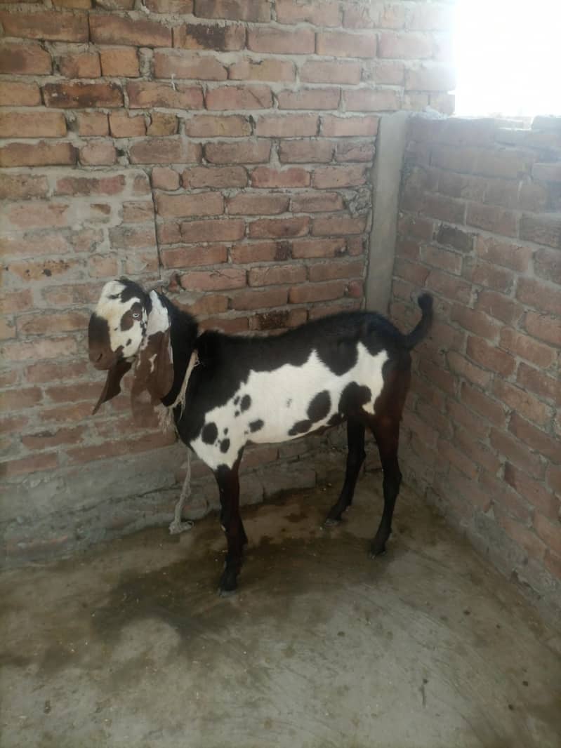 Nagara Beetal bakre 2