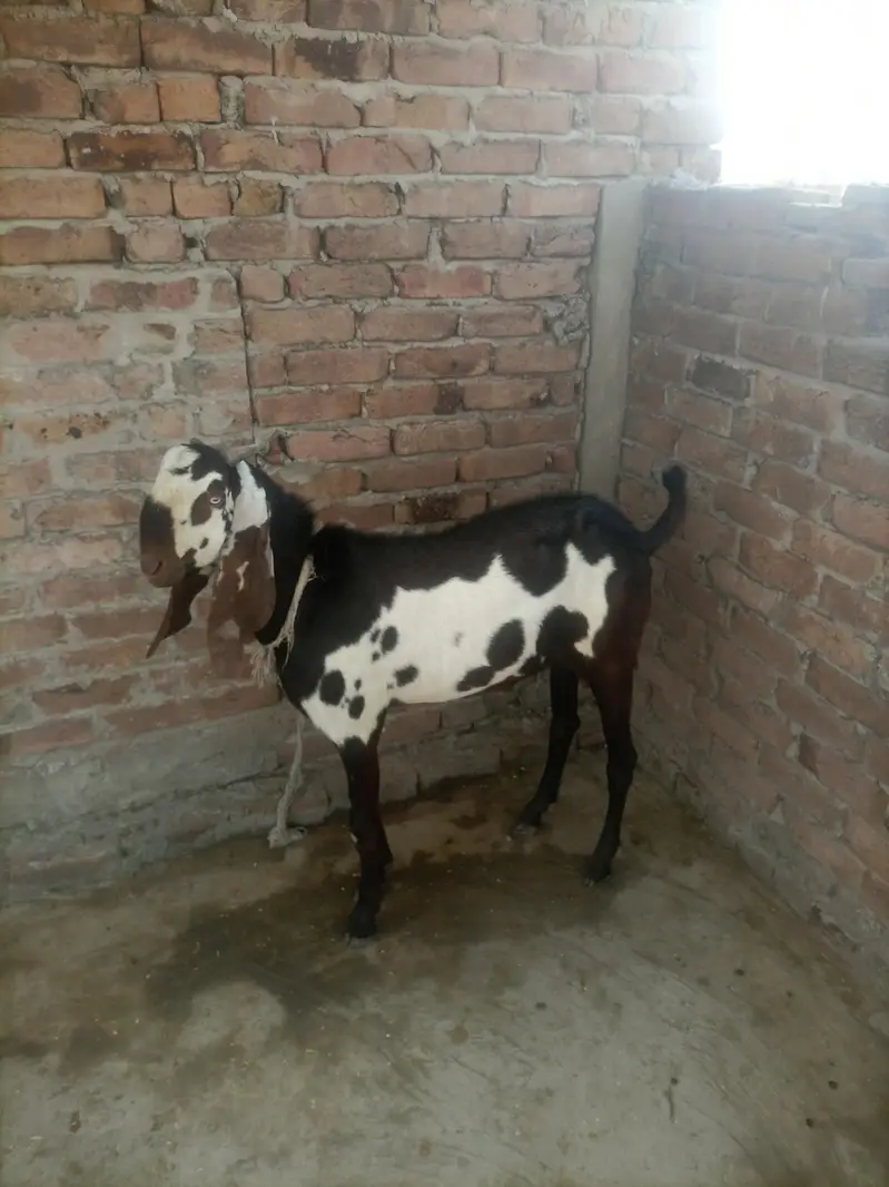 Nagara Beetal bakre — photo 3