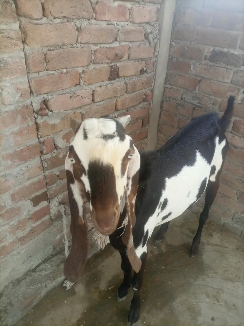 Nagara Beetal bakre — photo 4