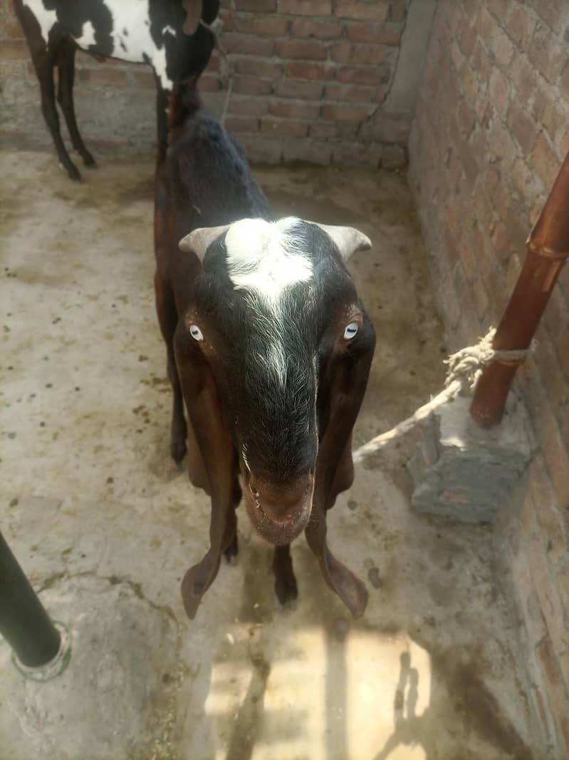 Nagara Beetal bakre 4