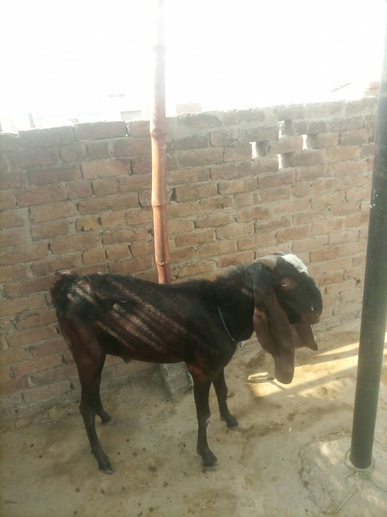 Nagara Beetal bakre 5