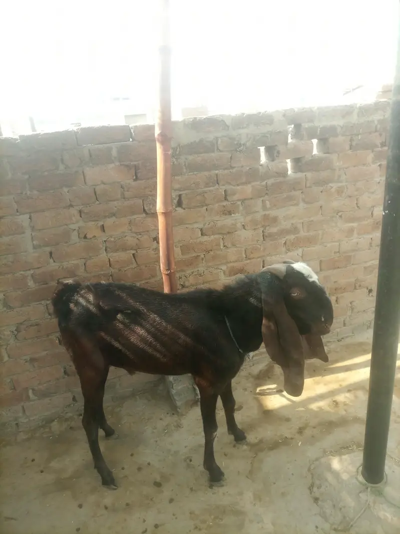 Nagara Beetal bakre — photo 6