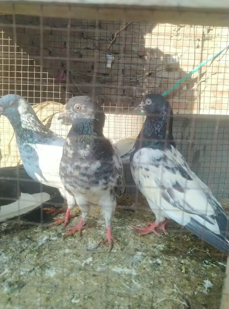 is number par rabta karey03244972937 — photo 2