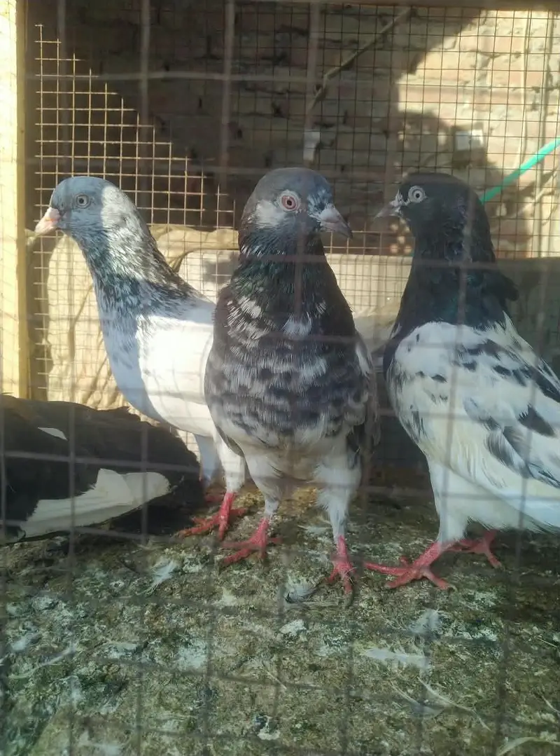 is number par rabta karey03244972937 — photo 3
