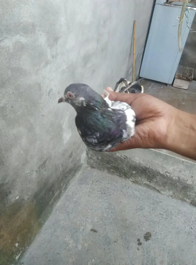 is number par rabta karey03244972937 — photo 4