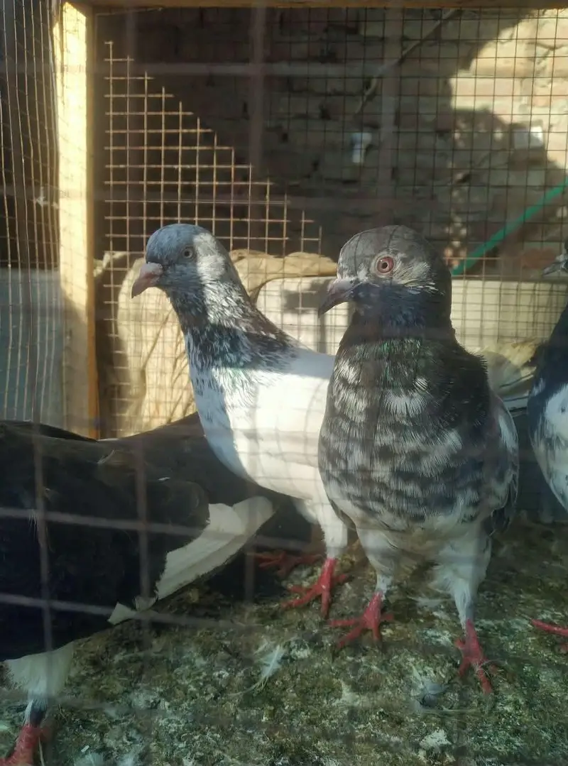 is number par rabta karey03244972937 — photo 7
