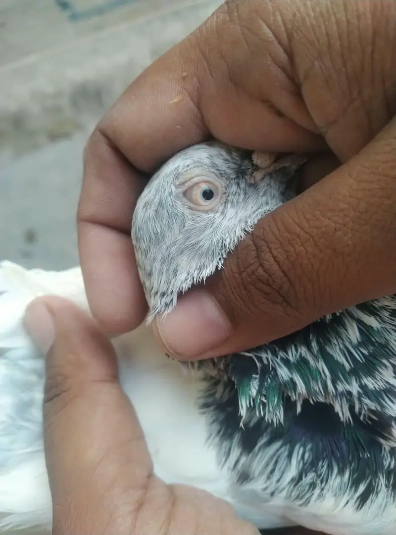 is number par rabta karey03244972937 — photo 8