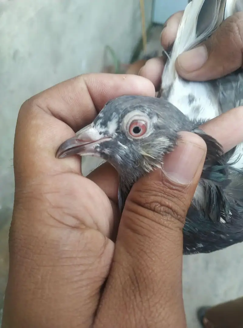 is number par rabta karey03244972937 — photo 9