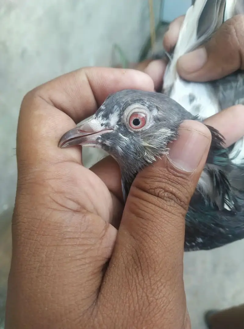is number par rabta karey03244972937 — photo 10