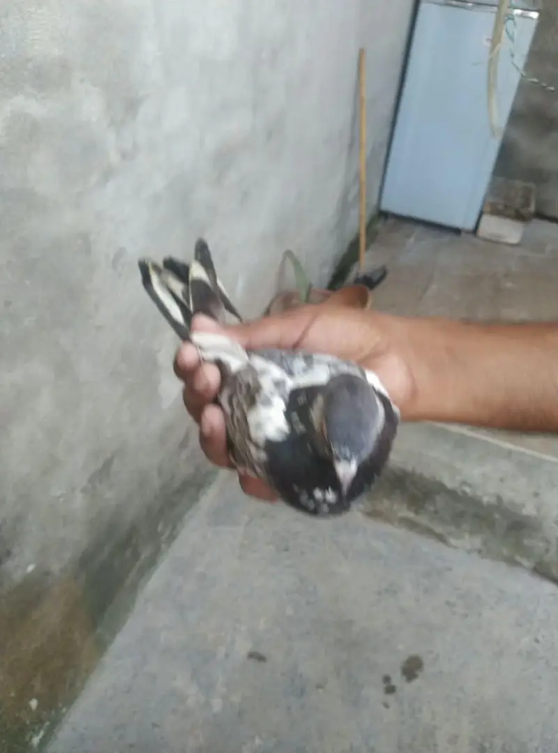 is number par rabta karey03244972937 — photo 11