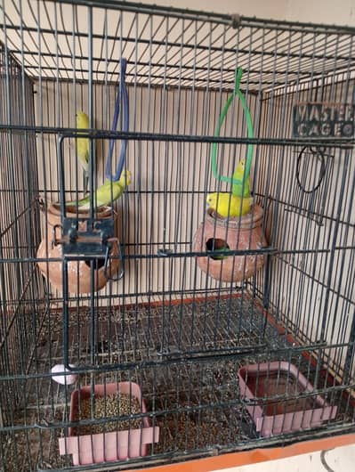 Budgie birds with chicks