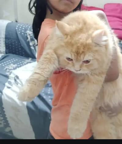 Persian male punch face triple coat