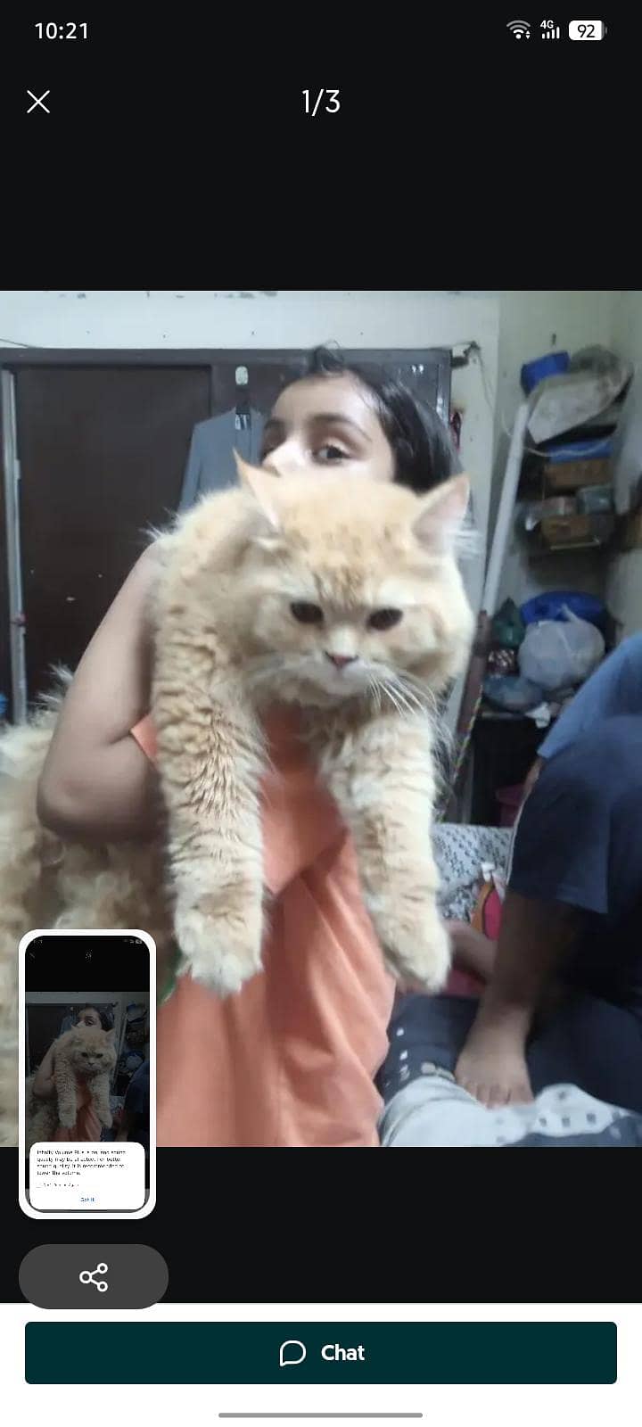 Persian pair punch face triple coat 4