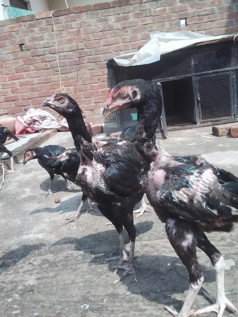 Thai cross Aseel chicks — photo 4