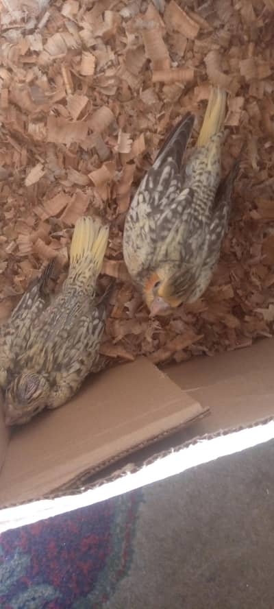 I'm selling cocktails chicks that is best for handfeeding