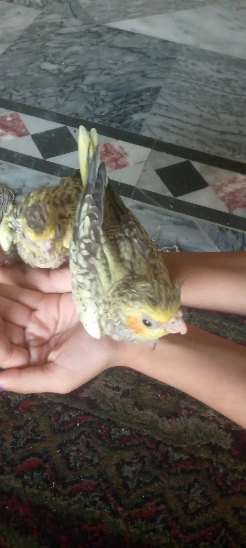 I'm selling cocktails chicks that is best for handfeeding — photo 3