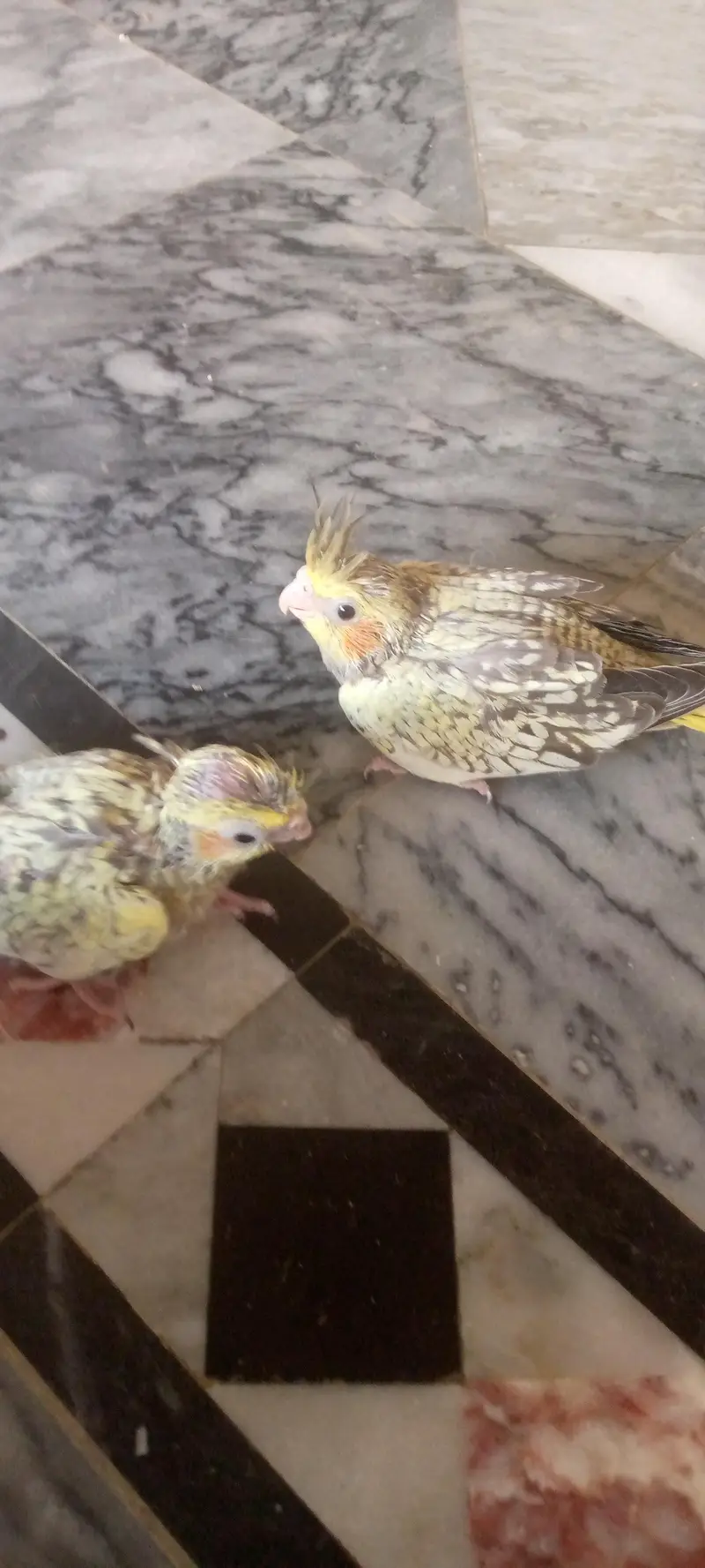 I'm selling cocktails chicks that is best for handfeeding — photo 4