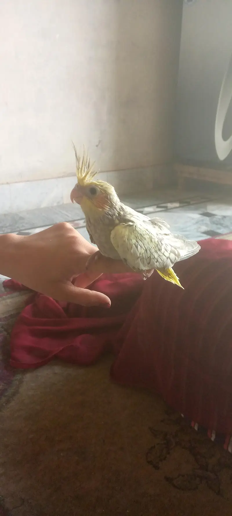 I'm selling cocktails chicks that is best for handfeeding — photo 5