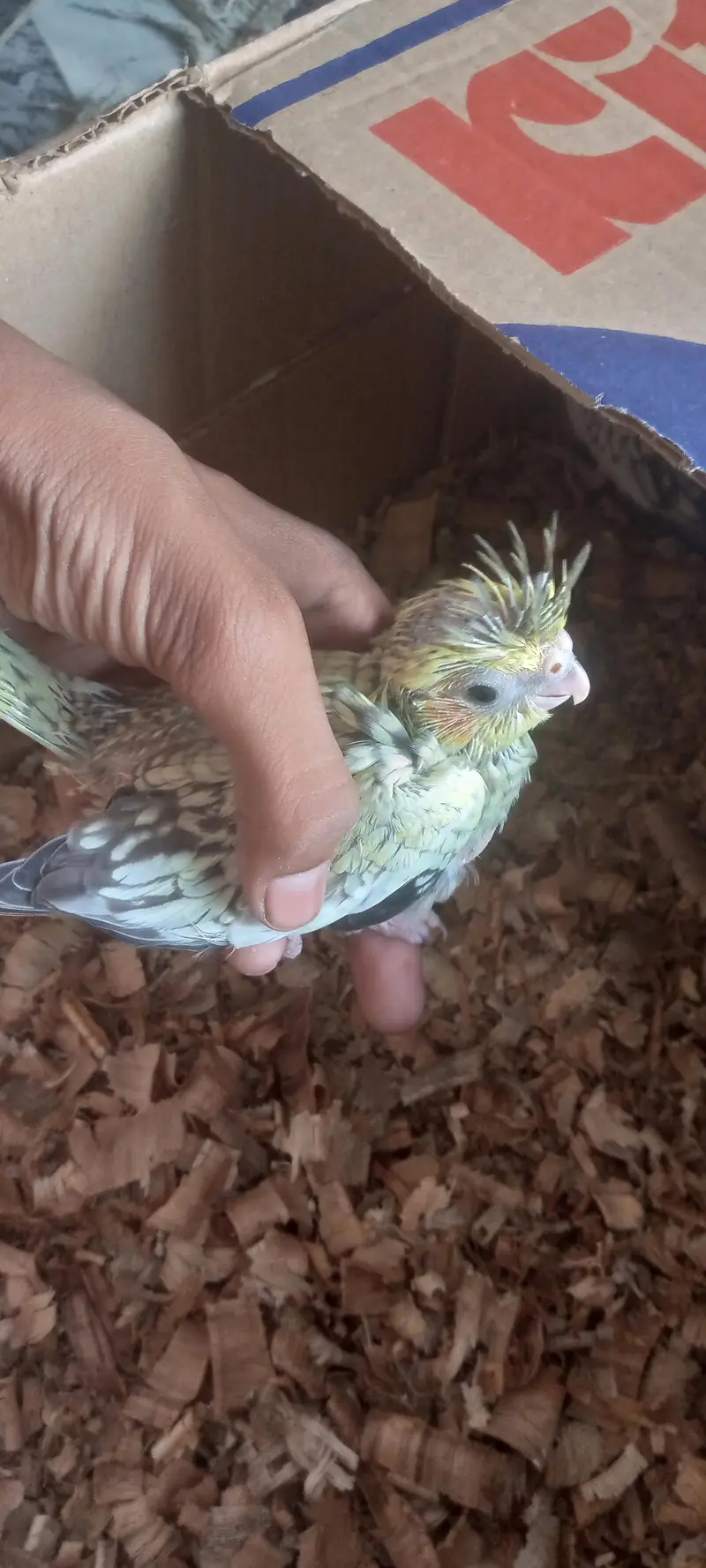 I'm selling cocktails chicks that is best for handfeeding — photo 6