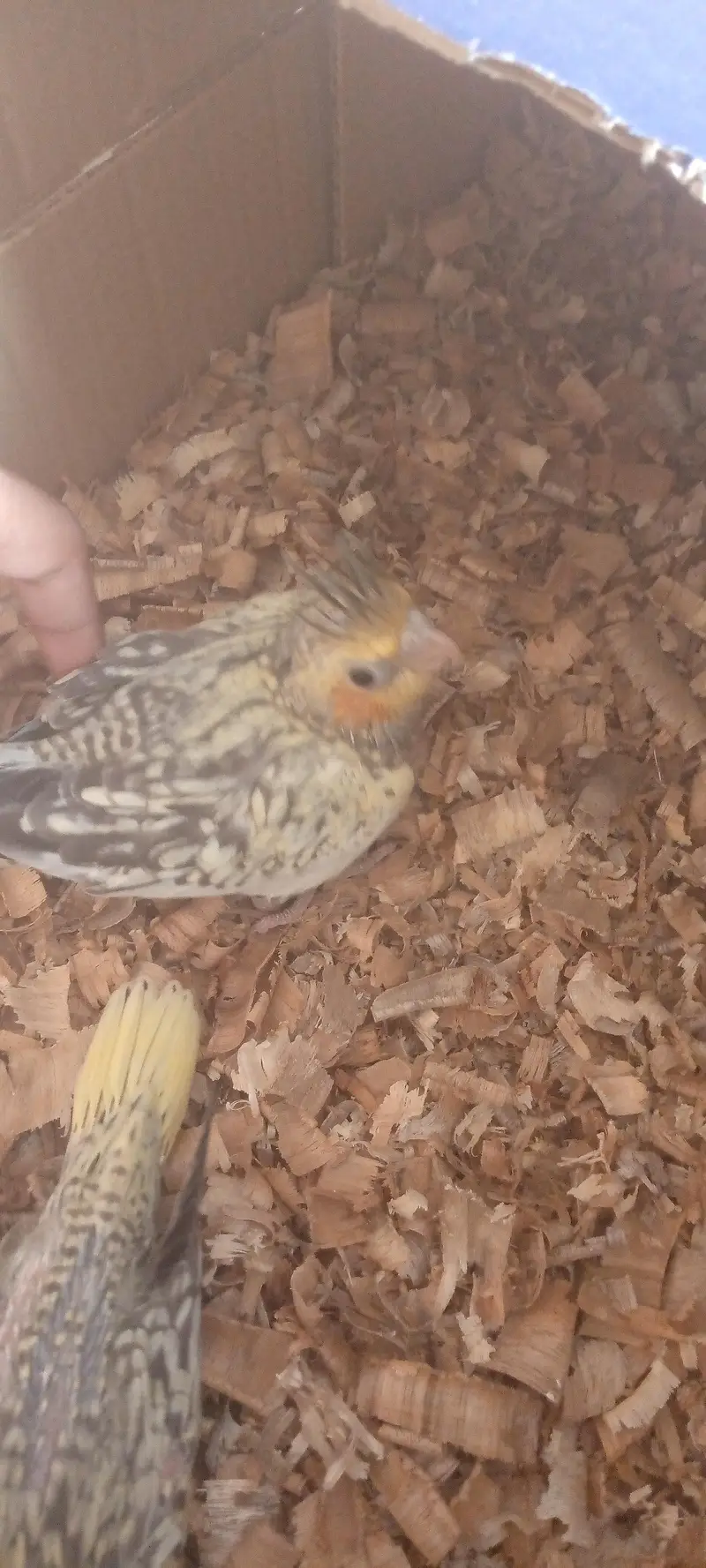 I'm selling cocktails chicks that is best for handfeeding — photo 7