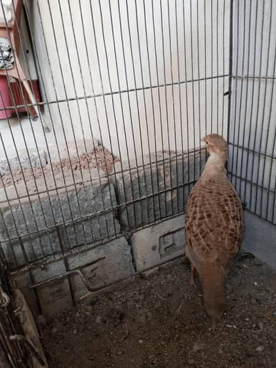Irani breeder female for sale