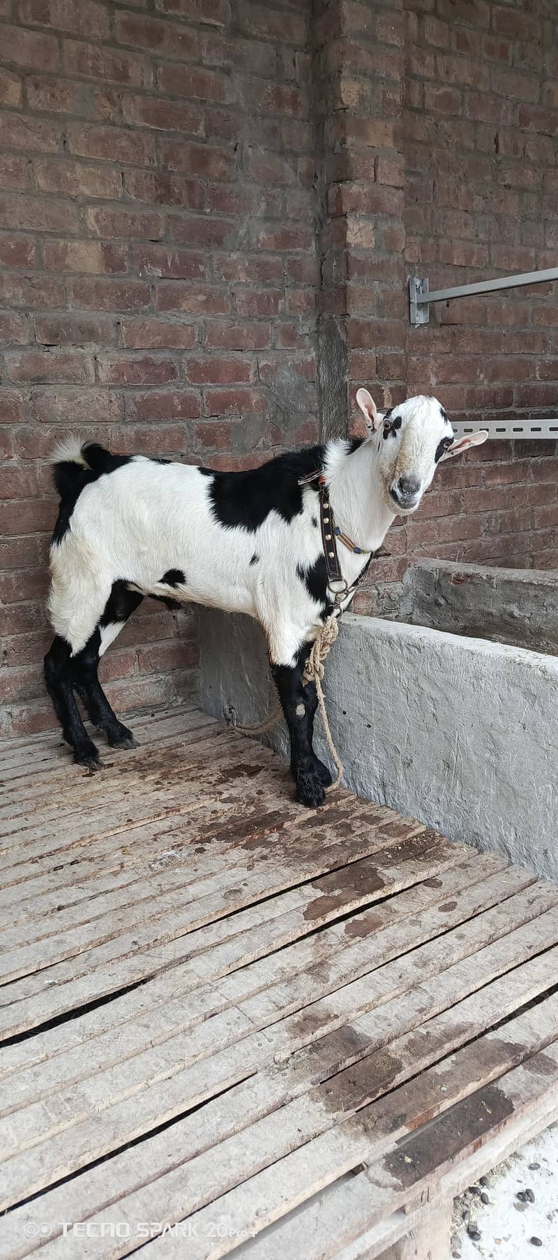 taddy breeder 1