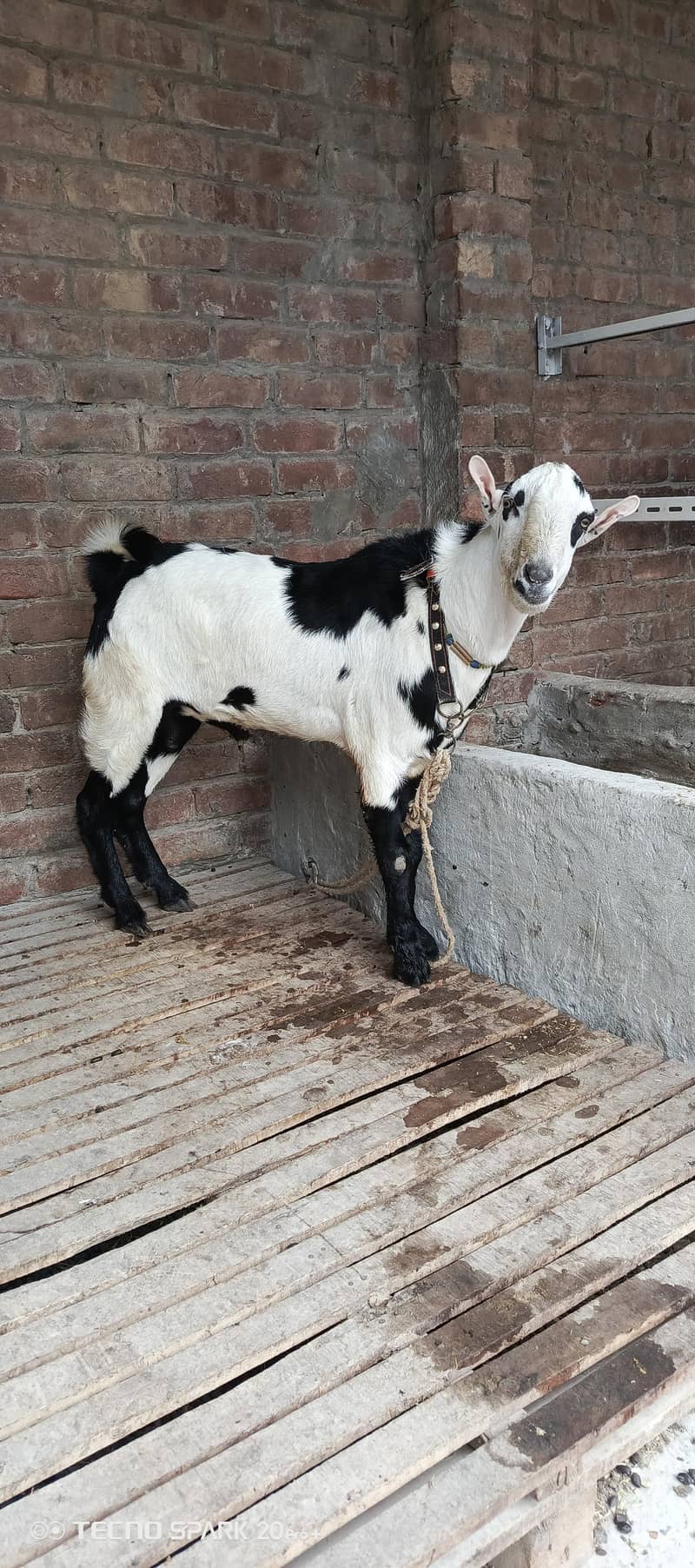 taddy breeder 2
