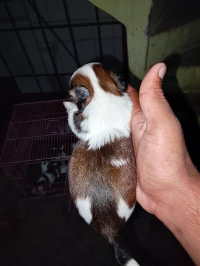 sirsitzu puppies female and male top quality zero sizepuppy available