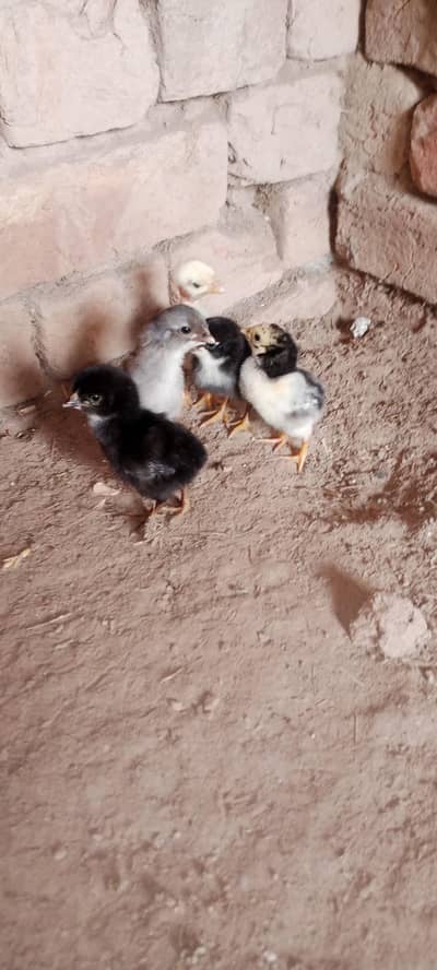 Aseel Chicks For Sale