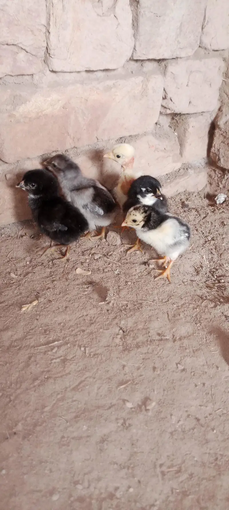 Aseel Chicks For Sale — photo 2