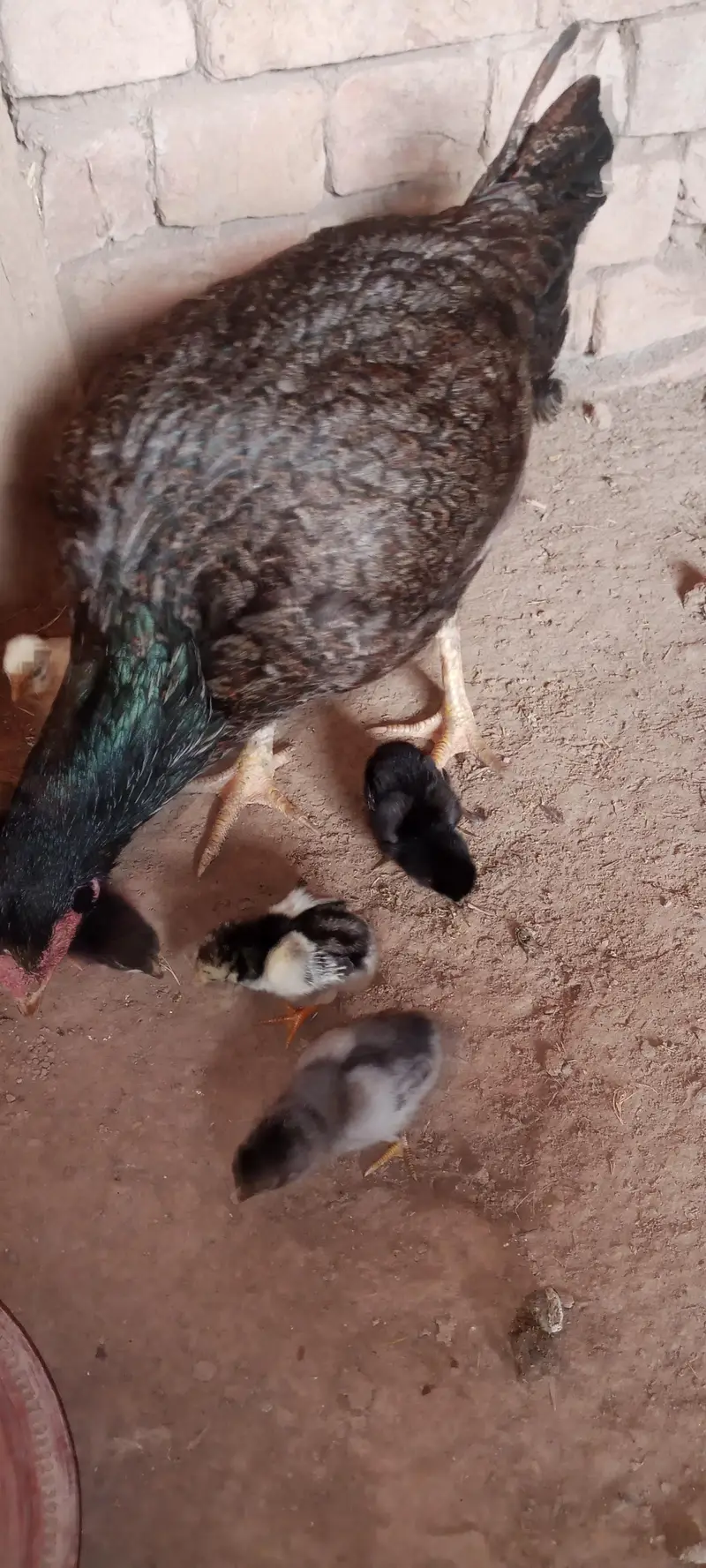 Aseel Chicks For Sale — photo 3