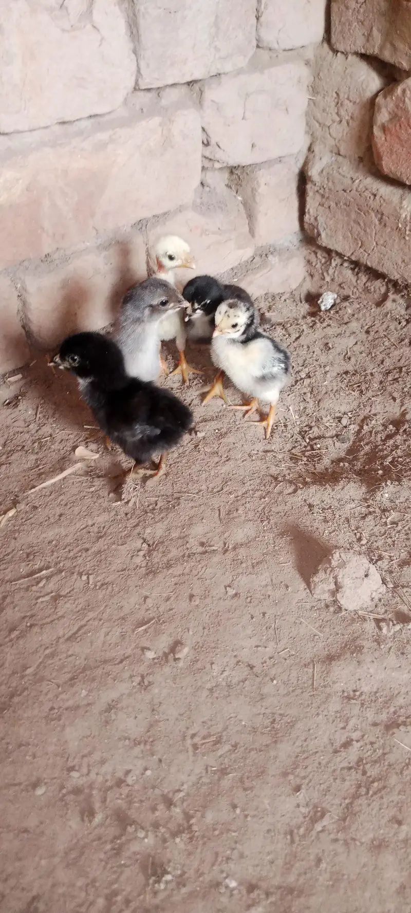 Aseel Chicks For Sale — photo 4