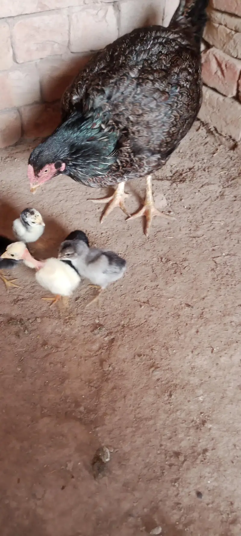 Aseel Chicks For Sale — photo 5