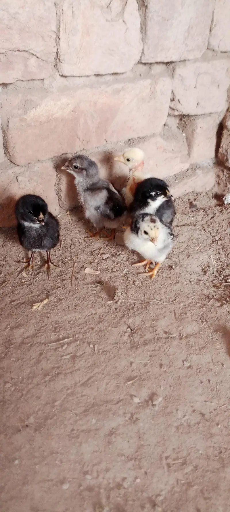 Aseel Chicks For Sale — photo 6